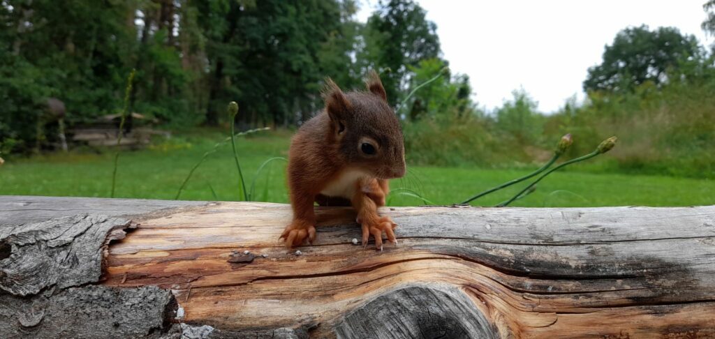 Das Eichhörnchen Squirly sitzt auf einem am Boden liegenden Baumstamm.