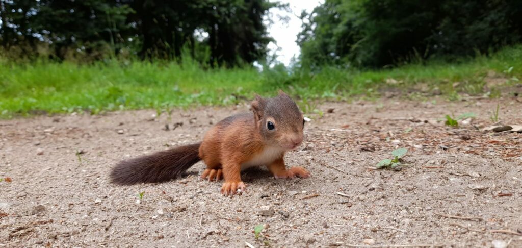 Das Eichhörnchen Squirly sitzt am Boden im Wald.