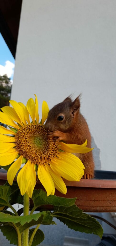 Squirly das Eichhörnchen knabbert an einer Sonnenblume.