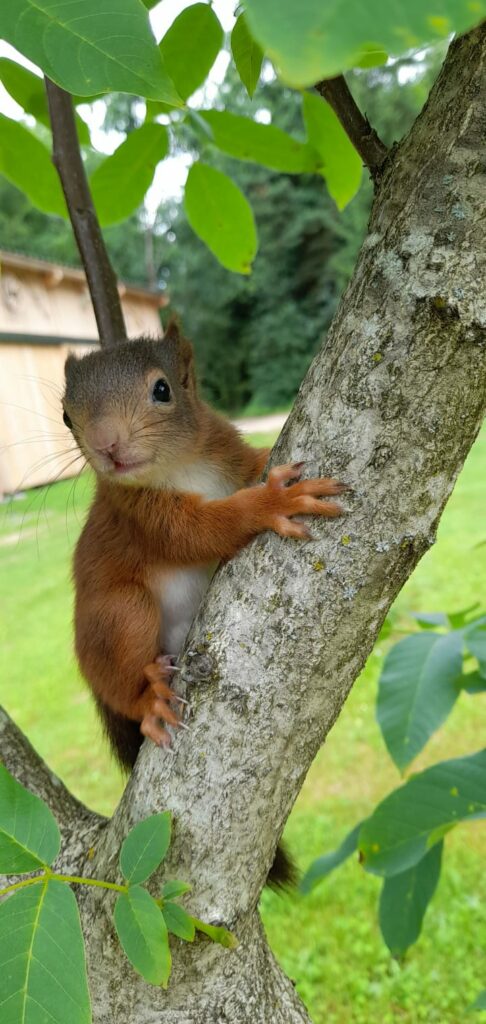 Eichhörnchen namens Squirly auf einem Baum.