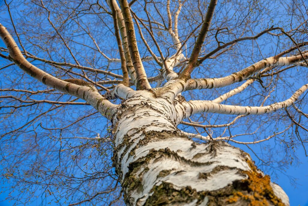 birch-4108669_1920