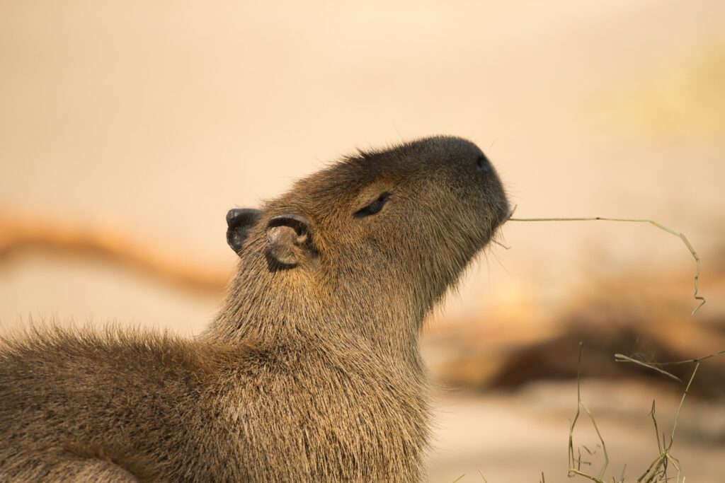 capybara-8028980_1920