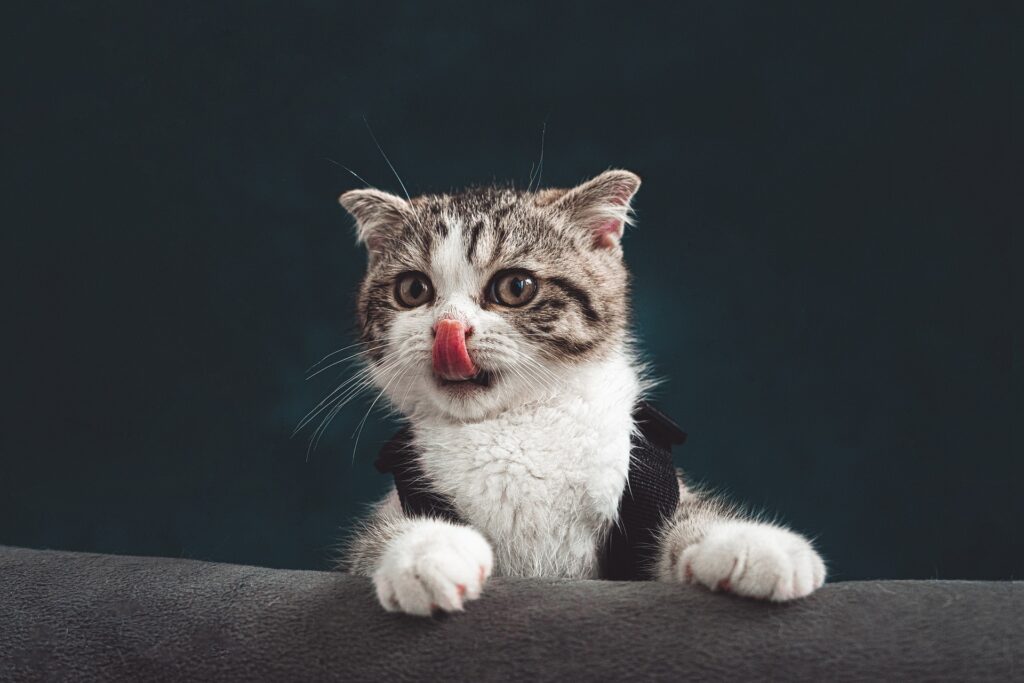 cat-6723256_1920-2