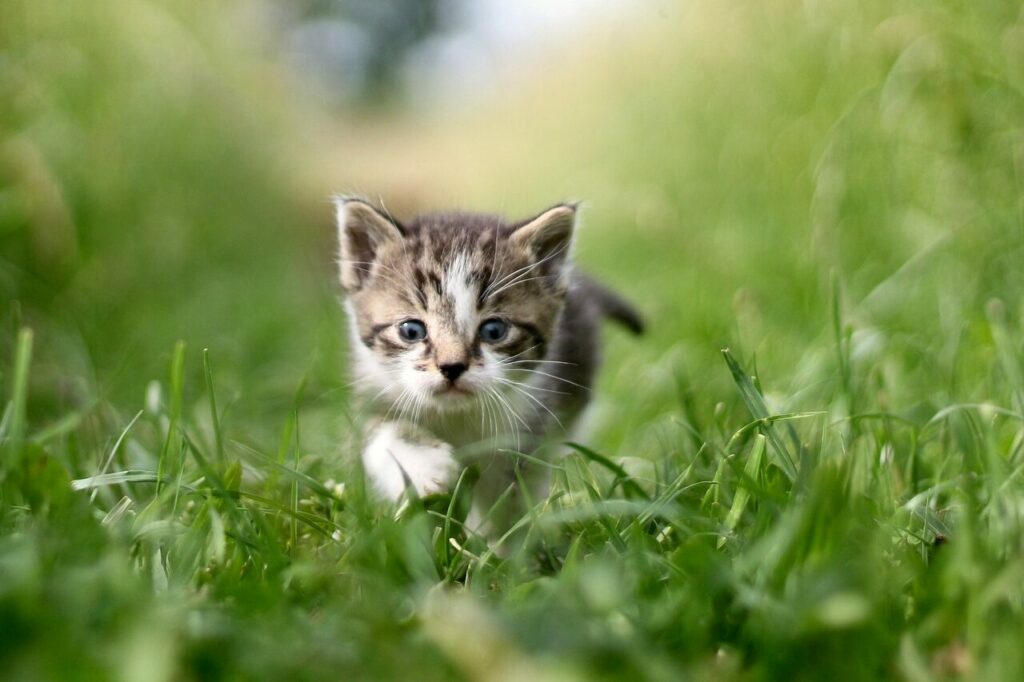 cat-7245850_1920-1