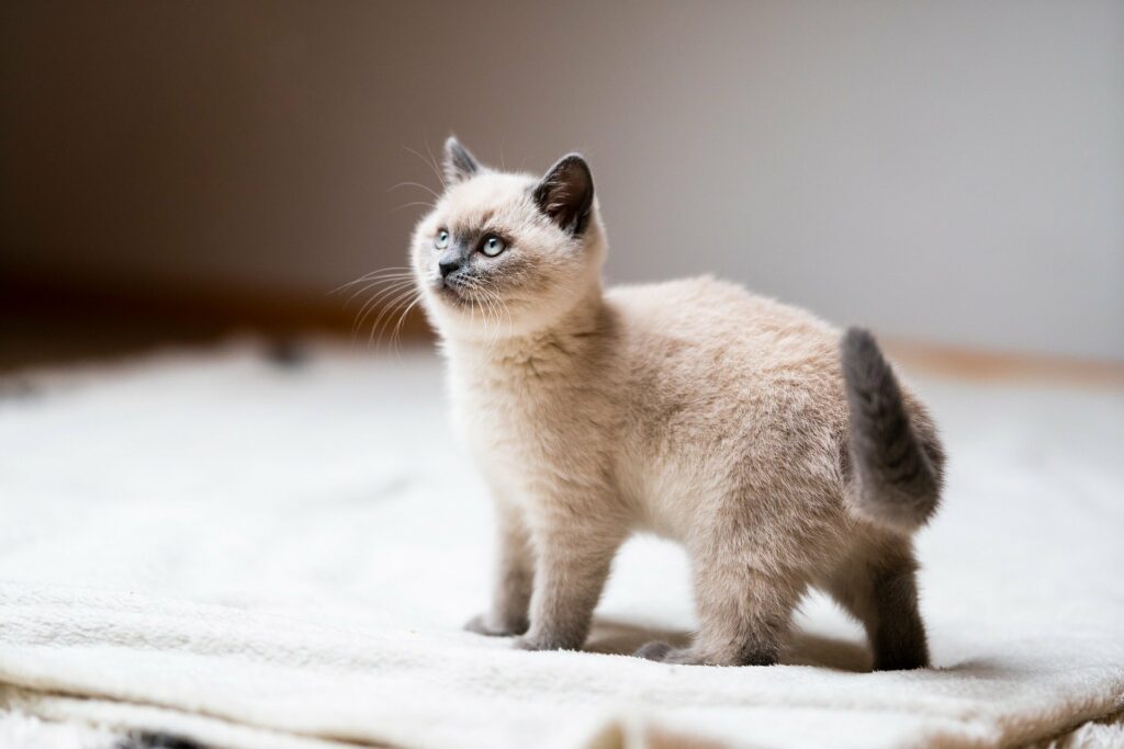 cat-7523894_1920