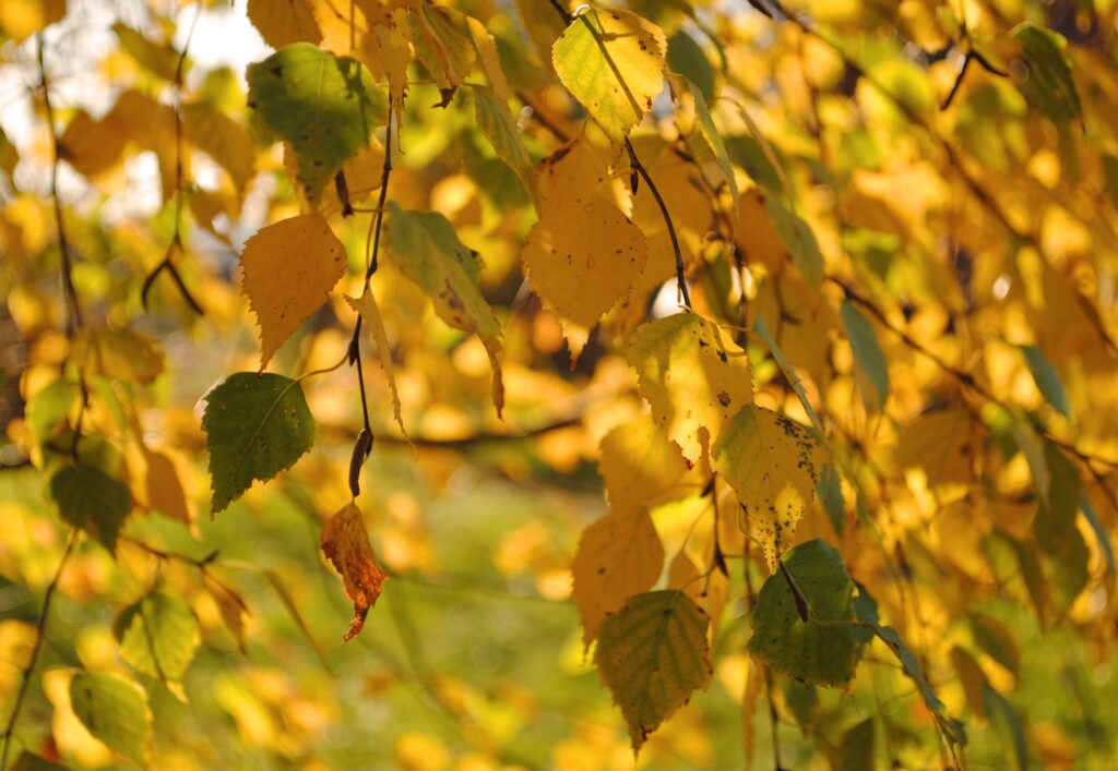leaves-7567983_1920