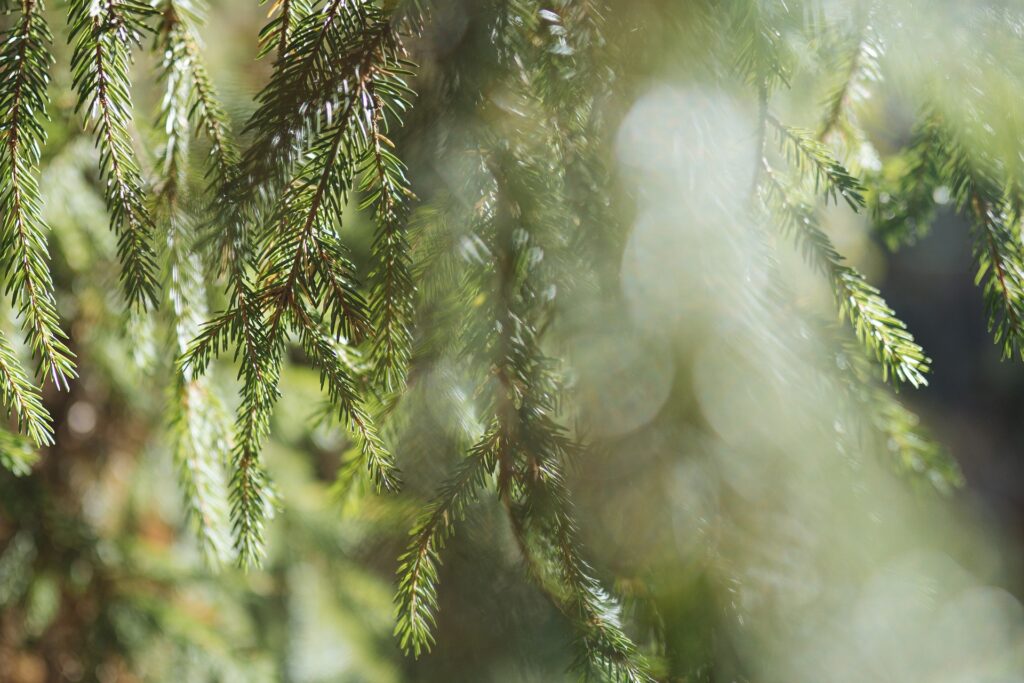 nature-6699893_1920
