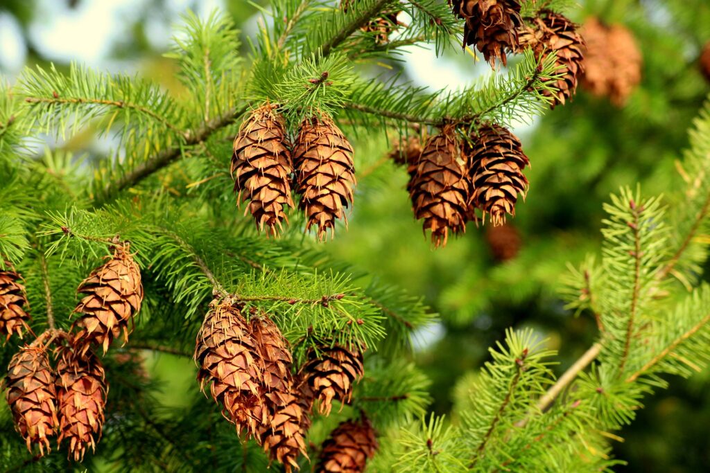 spruce-3799046_1920